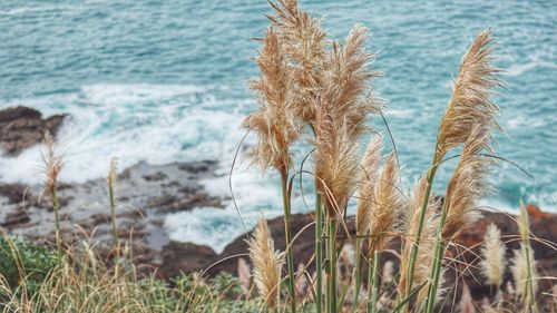 Close-up of grass on beach