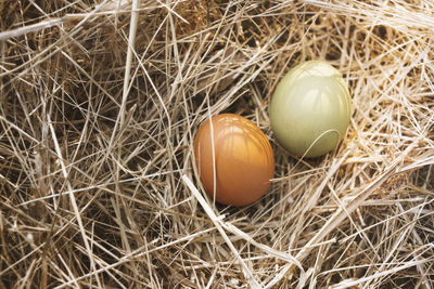 High angle view of eggs in nest