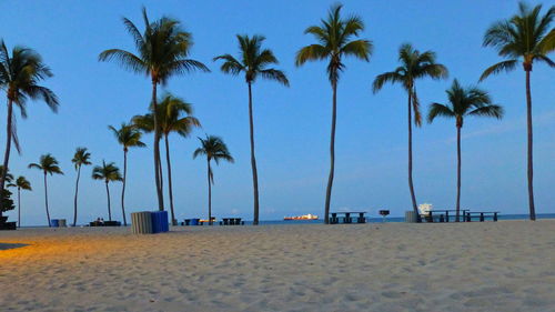 Palm trees on beach against clear blue sky