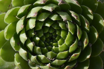 Full frame shot of cactus