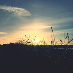 Silhouette plants on field against sky during sunset