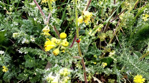 Close-up of yellow flowers