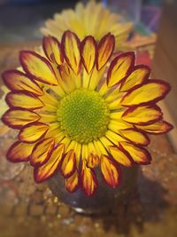 Close-up of yellow flower