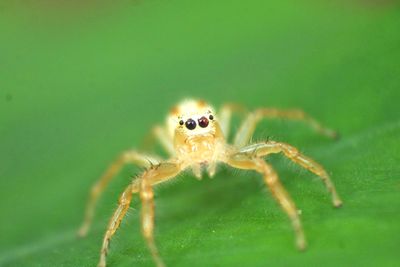 Close-up of spider