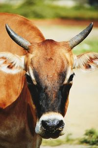 Portrait of cow standing outdoors