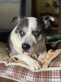 Close-up portrait of dog relaxing on bed at home