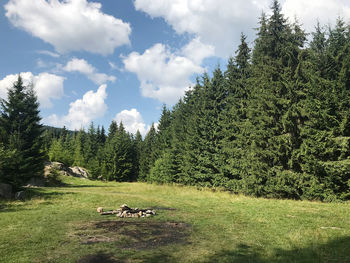 Scenic view of trees on field against sky