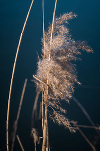 Close-up of reed growing on field against sky