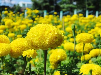 Close-up of yellow flowers blooming outdoors