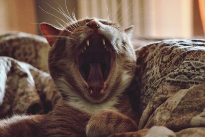 Close-up of cat yawning