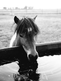 Portrait of horse standing in ranch