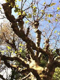 Low angle view of tree against sky