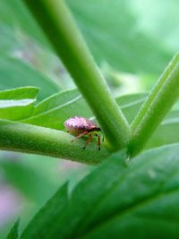 Close-up of insect on plant