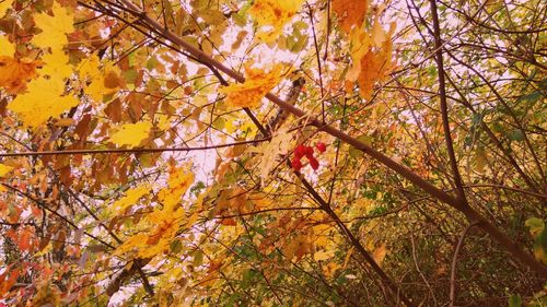 Low angle view of tree during autumn