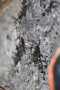 Close-up of insect on rock