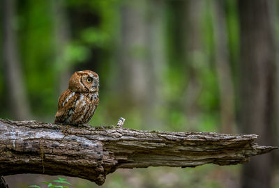 Close-up of bird perching on wood