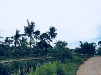 Scenic view of palm trees against sky