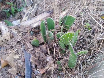 High angle view of dead plant on field