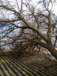 Low angle view of bare trees on field against sky