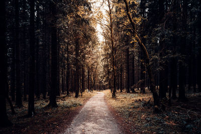 Road amidst trees in forest during autumn