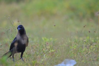 Close-up of bird perching on field