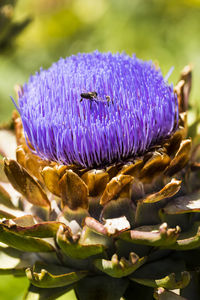 Bee on purple artichoke flower in vegetable garden