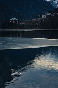 View of swans swimming in lake