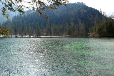 Scenic view of lake in forest