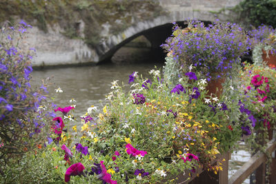 Close-up of fresh purple flowers blooming in garden