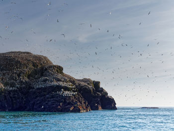 Birds flying over sea against sky