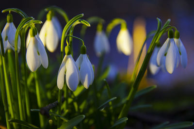 Close-up of white flowering plant