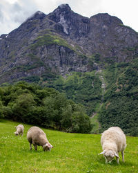 Sheep grazing in a field