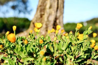 Close-up of flower blooming in field