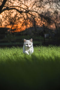 Cat looking away on field