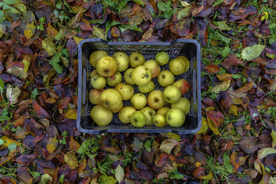 High angle view of fruits and leaves on field