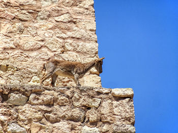 Low angle view of a wall and a goat