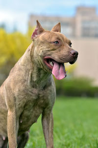 Close-up of a dog looking away