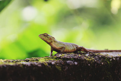 Close-up of lizard on rock