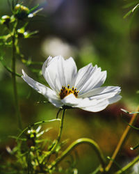 Close-up of white flowering plant