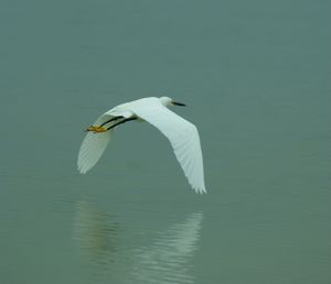 View of a bird flying over calm lake