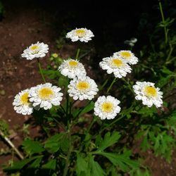 Close-up of white flowers blooming outdoors