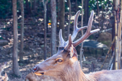 Close-up of deer on field