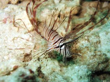 Close-up of turtle in sea