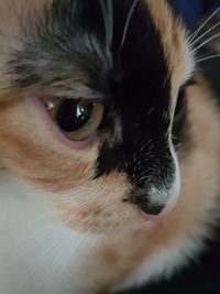 Close-up portrait of cat