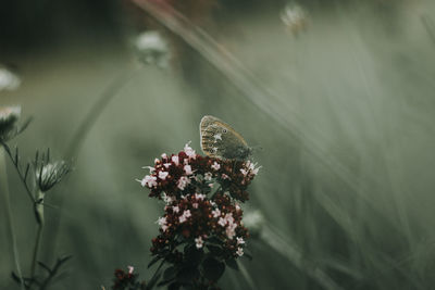 Close-up of butterfly pollinating on flower