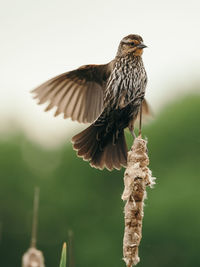 Close-up of bird perching on leaf