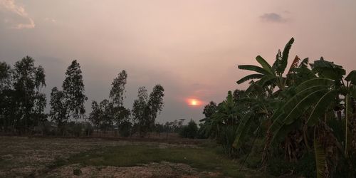 Trees on field against sky during sunset