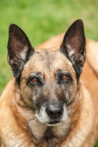 Close-up portrait of a dog