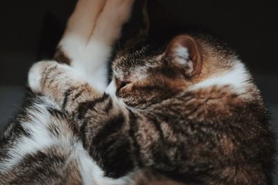 Close-up of cat sleeping