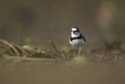 Close-up of bird perching on a field